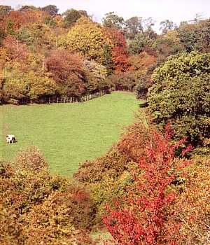 Fields by Small Dean Lane